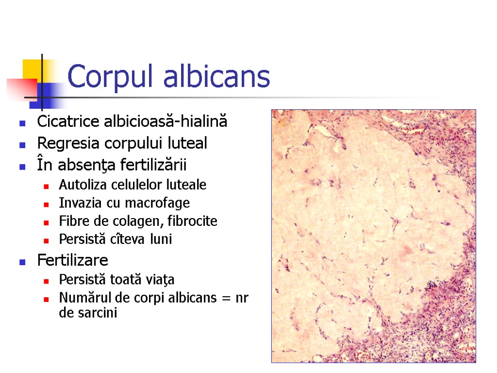 Corpul albicans Cicatrice albicioasă-hialină Regresia corpului luteal În absenţa fertilizării Autoliza celulelor luteale Invazia